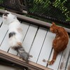 雨でもベランダを窺う二匹の猫