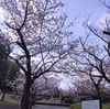 町田の桜（ソメイヨシノ）が満開に・・・