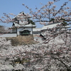 春は桜も良いが、野草の花々も愛らしい！