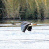 珍鳥サカツラガンがウトナイ湖に