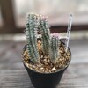 ユーフォルビアの花？たち