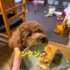 犬にとって人の食べ物は毒。でもそれを食べてる人間は。。笑