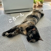 連休明けは愛猫に癒されながらマイペースに。
