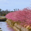 蝶屋の河津桜