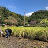 愛知県で米作り 教室④ カヤネズミとマムシ