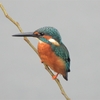 鳥撮散歩　雨の中の鳥撮はかろうじてカワセミ