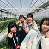 完熟いちご🍓狩り情報　3月16日(月)休園日です‼️✨🍀