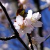 春うららから花の嵐へ。花組の瀬戸かずや＆冴月瑠那の同時退団を花に願う