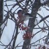 吹雪の中のウソ