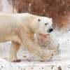 シロクマ君がいる天王寺動物園へ～