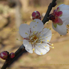 "UME NO HANA" Japanese Plum Blossom-1