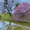 道後公園の環濠（仮称）（愛媛県松山）