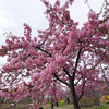 神戸）西郷川河口公園。河津桜見ごろ。カワウ。