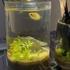 手軽にやっていくボトルアクアリウム