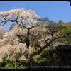 泉福寺のしだれ桜・・