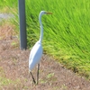 鳥撮散歩　ダイサギと田んぼ