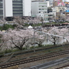 アジアな空間　その１４５３　今日もまた桜　の巻