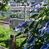 ✿谷中霊園の紫陽花🚃