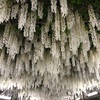 自閉症にも効くの？芍薬