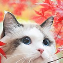 Beauty腸セラピストになる予定のshi-maのblog