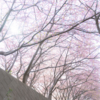 桜色に染めて／田中芳典