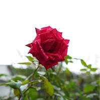 バラ園に行きました