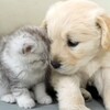可愛いネコちゃんシリーズー2・・・