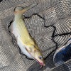 茨城県 霞ヶ浦アメリカナマズ釣り ！まさかのシラウオも！！