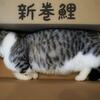 猫画像まとめ～新巻鯉