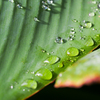 昨日も雨、今日も雨