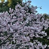 暖かな春の日，鎌倉霊園へ．そして，由比ヶ浜，妙本寺へと夕方散歩．春の日を満喫してきました．出会った春の花たちを中心に画像を並べます．広大な鎌倉霊園はお墓で埋まっている印象ですが，植栽，花壇も整えられています．桜の開花が見られました．ソメイヨシノだとすればかなり早いですね．夕方散歩では何本かのミモザ，そしてハクモクレンも開花していました．由比ヶ浜には，卒業式を終えた中学生がかなりの人数集まってきていて，夕陽を背に名残を惜しんでいました．卒業式終へて生徒ら砂浜に裸足ではじけて束の間惜しむ