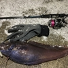 ナイトロックで大物新魚種ゲット！
