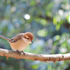 鳥見記録（7月～2月）