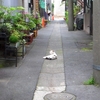 【日常】月島の猫、深川の猫