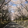 毎年欠かさずおとづれます❣️筏に乗って桜🌸見物気分ですよ。