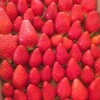 strawberry heaven@静岡県