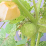 食用ほおずきは育て方が楽で美味だが食べ頃の見極めが難しい 品種はゴールデンベリー ゆきのココだけの話 食用ほおずきは育て方が楽で美味だが食べ頃の見極めが難しい 品種はゴールデンベリー ゆきのココだけの話