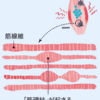 筋肉のキモ「骨格筋」