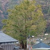 長者（五所神社）神祭！