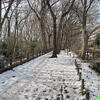 雪の後の玉川上水♪（小平市学園西町）