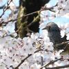 満開の桜とヒヨドリ。花の蜜をついばむ。（千鳥ヶ淵［東京都千代田区］）