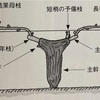 仕立てと剪定法について