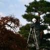 「庭木」を手入れしてもらいました。