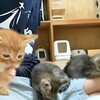 可愛いネコちゃんシリーズー2・・・