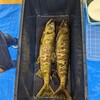 鮭の採卵体験