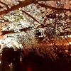 夜桜散歩