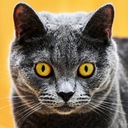 ねこっぴぃの雑記帳