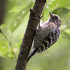 小啄木鳥（コゲラ）