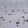 南湖でオオハクチョウ確認 先月下旬、コハクチョウに紛れ飛来（滋賀県）