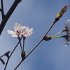 遅咲きの桜の次は紫陽花で はたまたはまゆの夜cafeを